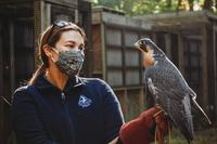 Naturalist with mask handling a resident Peregrine Falcon at Blue Hills Trailside Museum