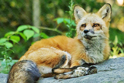 One of the resident Red Foxes at Blue Hills Trailside Museum