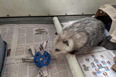 Opossum animal ambassador playing with enrichment toy at Blue Hills Trailside Museum