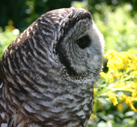 Owl at Blue Hills Trailside Museum