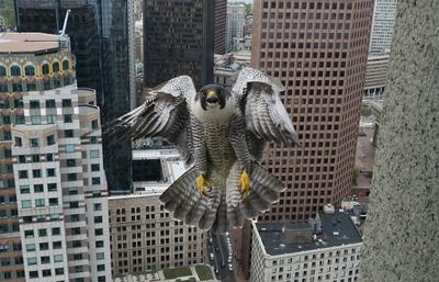 Peregrine Falcon in Boston
