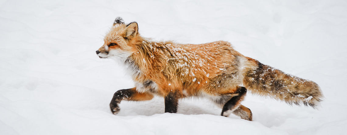 One of the resident Red Foxes exploring snow at Blue Hills Trailside Museum