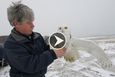 Releasing owl no. 26 video screenshot
