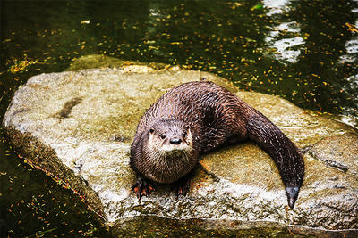 River Otter on a rock in her new enclosure at Trailside