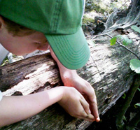 Boy looking at an insect