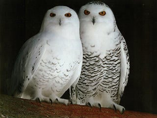 Snowy Owl Project