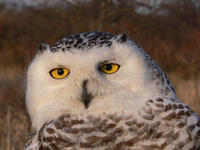 Snowy Owl (Photo: Norman Smith)