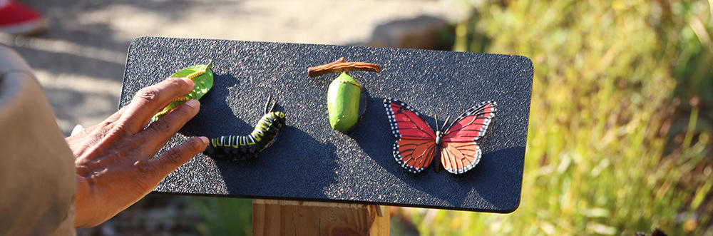 Hand on sign with butterfly life cycle.