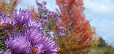 Bright purple flower with red leaf trees in the background