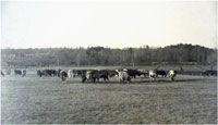 Cattle at Pierce Farm
