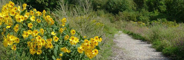 Trail at BNC
