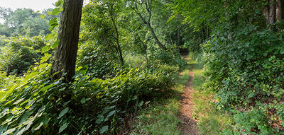 Trail through the forest at Brewster's Woods Wildlife Sanctuary