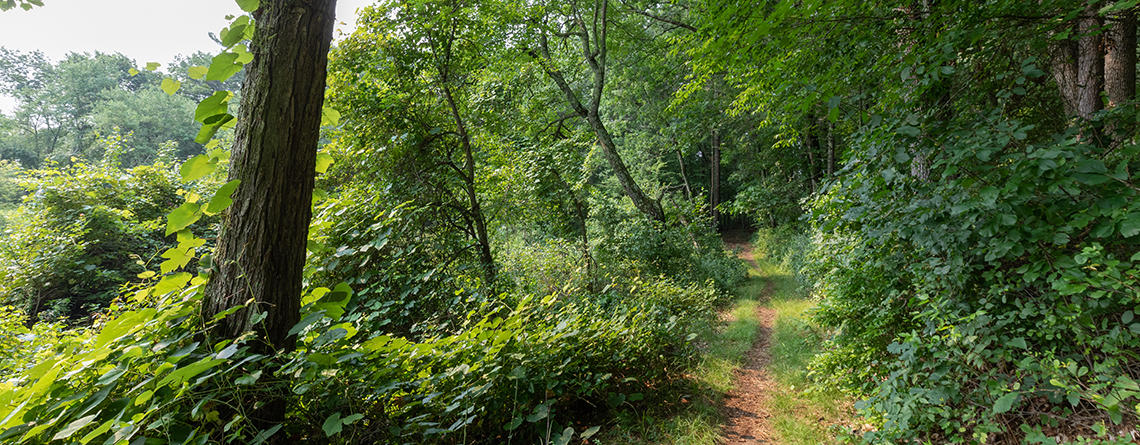 Trail through the forest at Brewster's Woods Wildlife Sanctuary