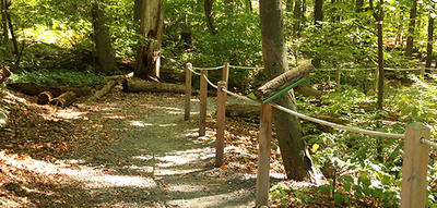 Accessible trail path through the summer woods at Broad Meadow Brook