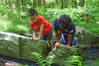 Campers wearing face masks exploring a brook together at Broad Meadow Brook Wildlife Sanctuary