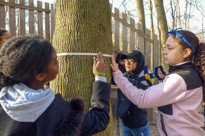 Students use a measuring tape to record the circumference of a tree trunk