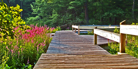 Marsh Boardwalk at Broadmoor Wildlife Sanctuary