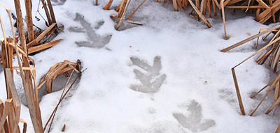 Wild Turkey tracks in the snow at Broadmoor Wildlife Sanctuary