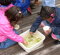 Two girls looking at life in a pond bucket