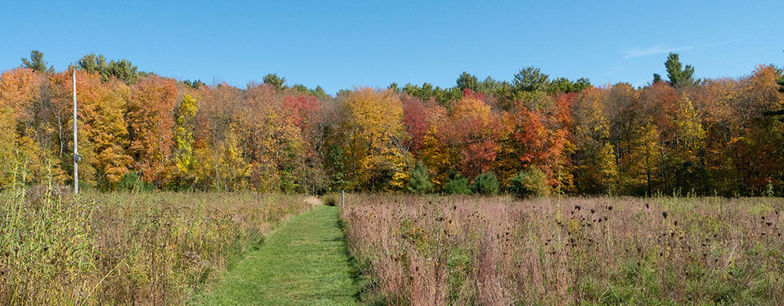 Meadow trail leading to woods in early autumn at Burncoat Pond Wildlife Sanctuary 