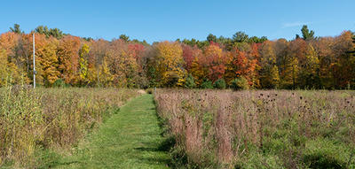 Meadow trail leading to woods in autumn at Burncoat Pond Wildlife Sanctuary