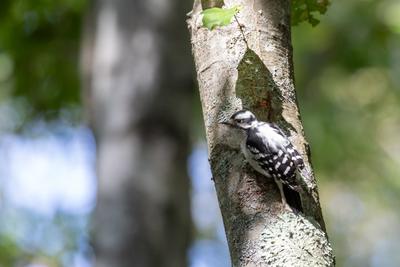 Downy Woodpecker female on a tree at Canoe Meadows Wildlife Sanctuary (Kristin Foresto/Mass Audubon)