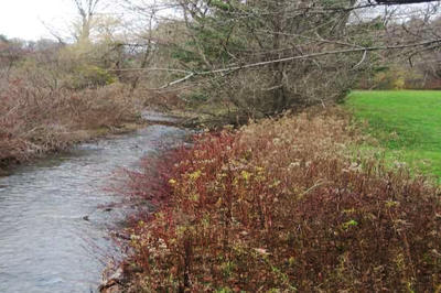 View of restored Sackett Brook