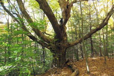 The "wolf tree" at Conway Hills Wildlife Sanctuary