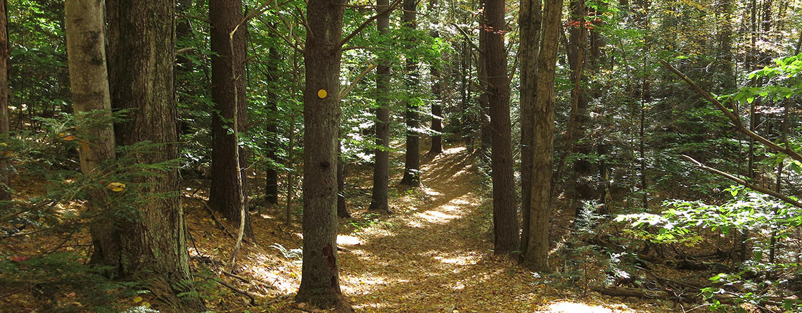 Trail in the woods at Conway Hills Wildlife Sanctuary