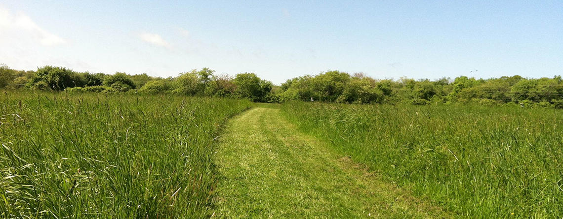 Meadow Trail in summer at Daniel Webster Wildlife Sanctuary
