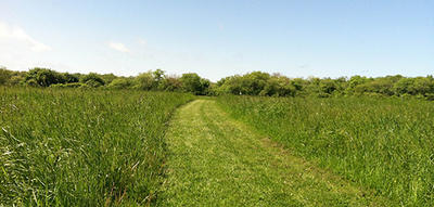 Meadow Trail in summer at Daniel Webster Wildlife Sanctuary