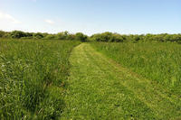 Meadow Trail in summer at Daniel Webster Wildlife Sanctuary