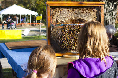 Observation beehive at Daniel Webster Wildlife Sanctuary's annual Farm Day