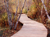 Secret Trail Boardwalk © B Messinger