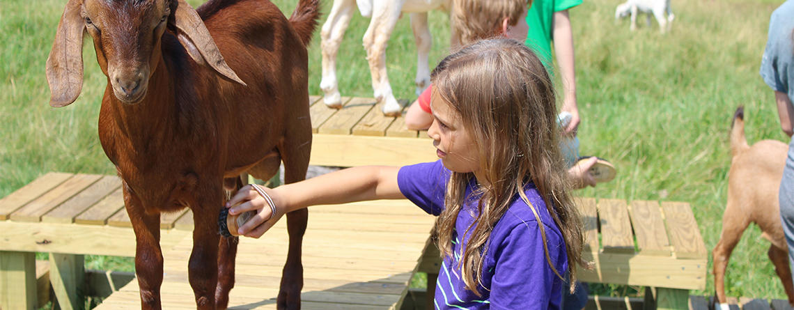 Axel the goat getting groomed by a Drumlin Farm camper