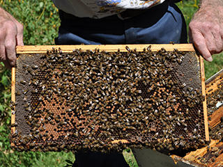 Bees at Drumlin Farm Wildlife Sanctuary