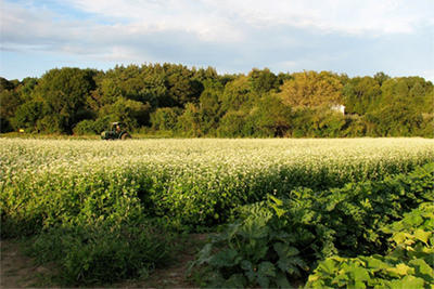 Boyce Field at Drumlin Farm