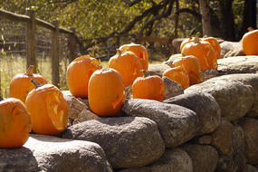 Carved pumpkins on stone wall