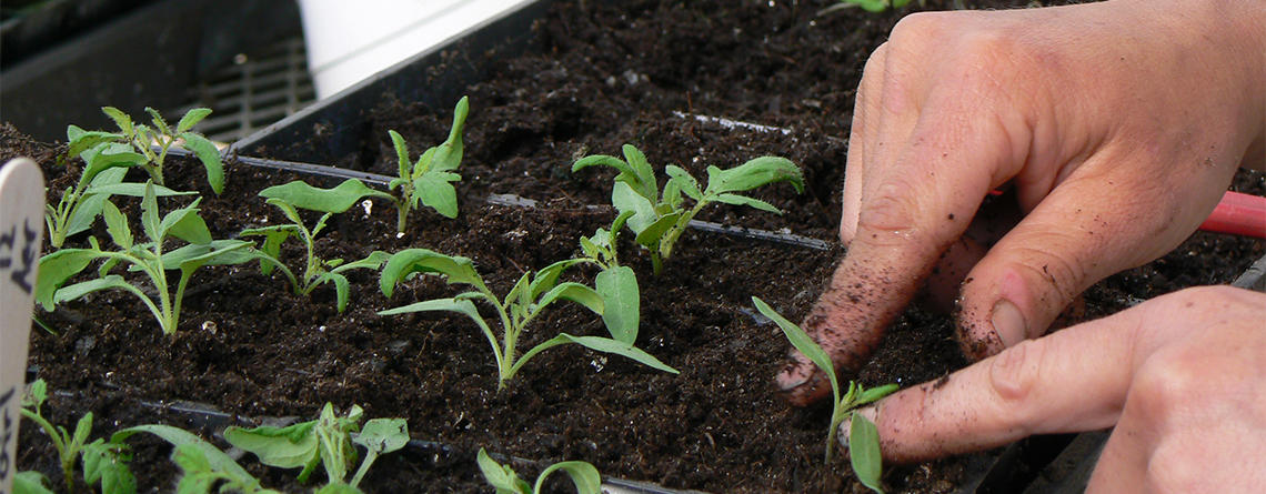 Closeup of hands planting seedlings in greenhouse
