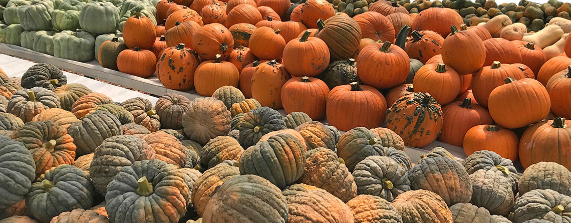 Colorful variety of pumpkins in the greenhouse at Drumlin Farm Wildlife Sanctuary
