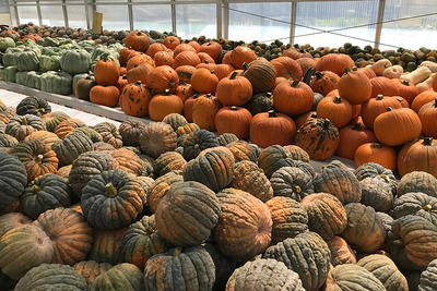 Colorful variety of edible pumpkins in the greenhouse at Drumlin Farm Wildlife Sanctuary