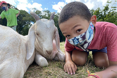 Drumlin Farm camper wearing a face mask & sitting next to a goat