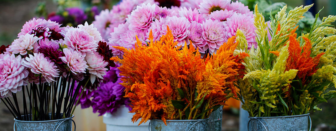 Fresh flowers from Drumlin Farm in metal buckets © Jocelyn Finlay