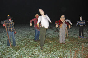 Drumlin scarecrows in Boyce Field