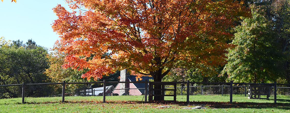 Fall maple & wood fence with the Nature Center visible in the background at Drumlin Farm Wildlife Sanctuary