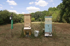Beehives in Drumlin field