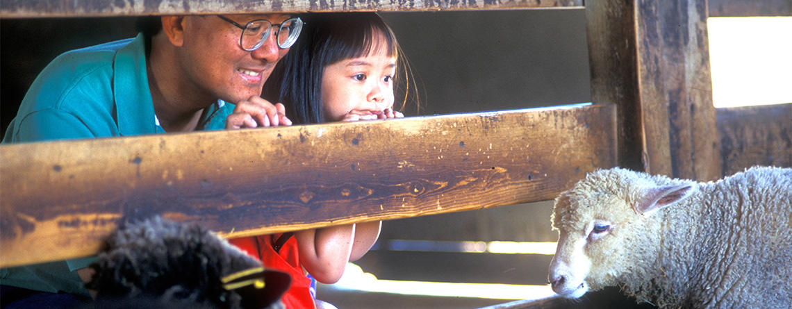 Parent & child watching sheep in barn at Drumlin Farm