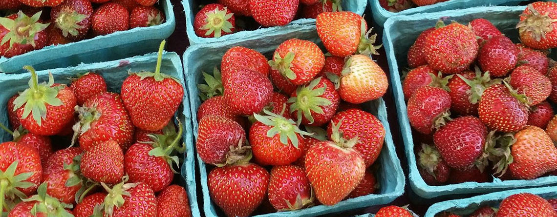Pints of spring strawberries from Drumlin Farm Wildlife Sanctuary