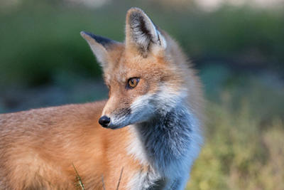 Red fox at Drumlin NEWE
