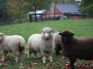 Sheep